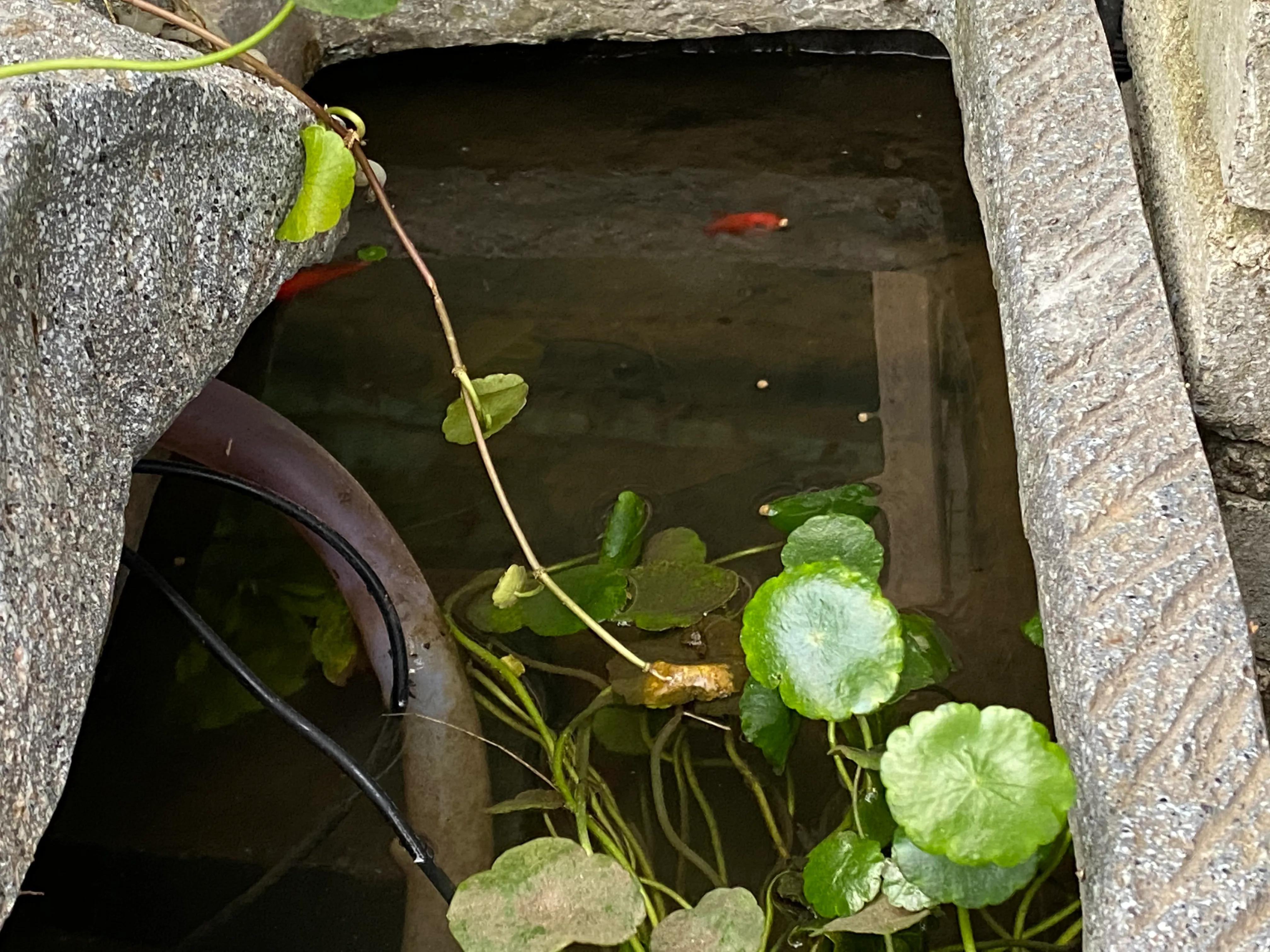 庭院鱼池如何养鱼3