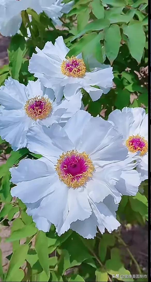 鲜花，因盛开而芬芳；风景，因走过而醉人