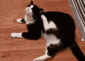 猫咪耳朵热热的，是生病了吗？