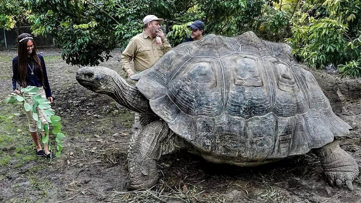 世界上寿命最长的十大动物，真的有生物能“长生不老”吗？