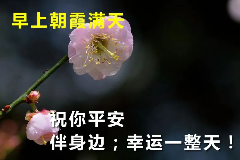 微信早上好漂亮祝福图片 暖心早安问候语简短 祝你平安伴身边图片
