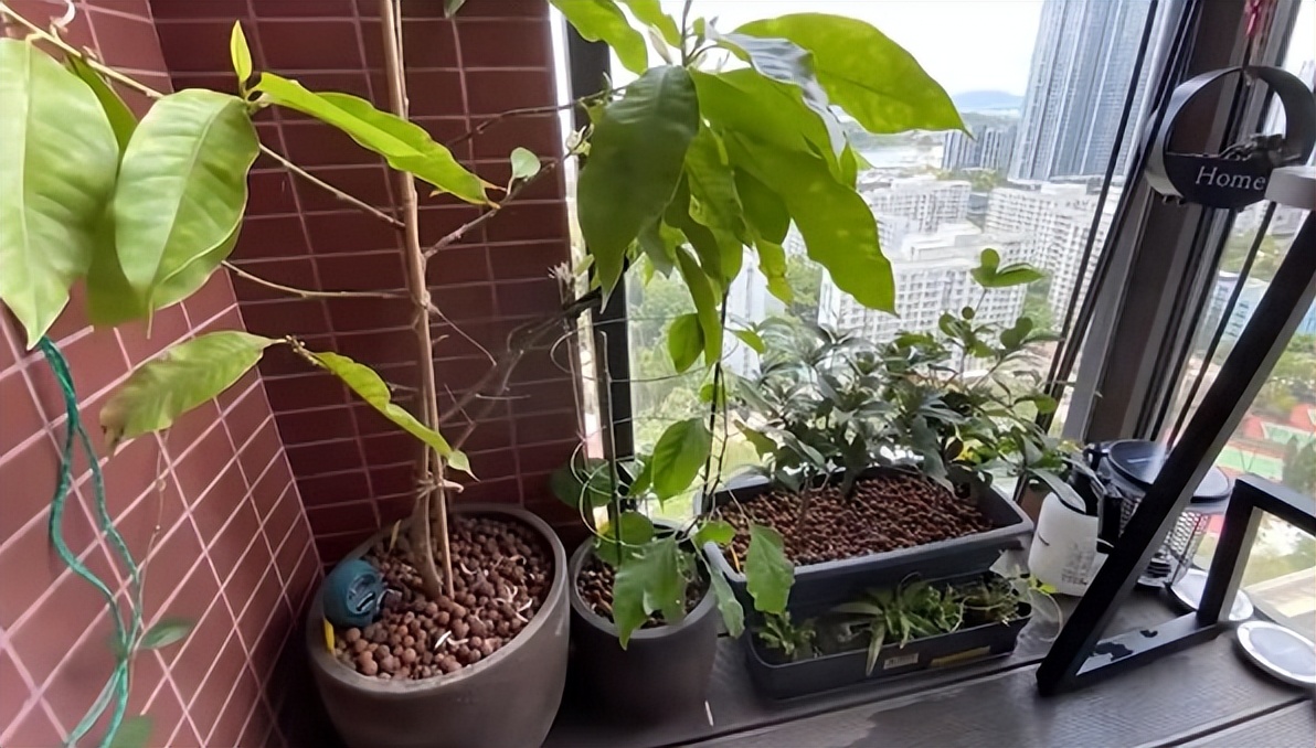 香港青年30岁的生日礼物：靠自己买18㎡“纳米房”，网友却说逼仄