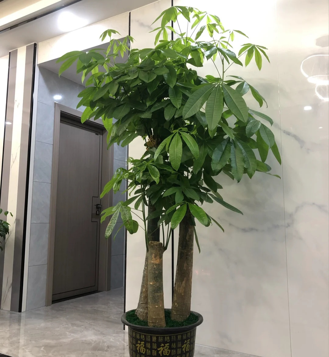 大型植物好养排行(客厅最适合养大型绿植,这6种新型植物,好看好养护