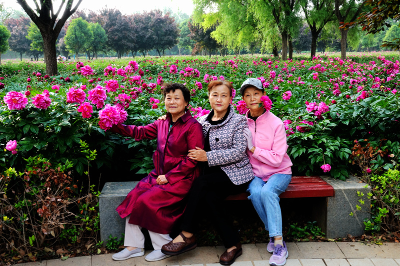 牡丹 未谢幕 芍药己盛开