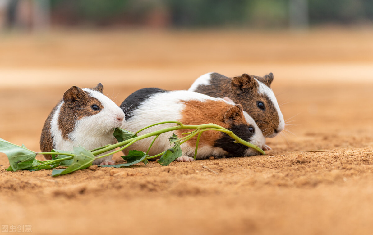 荷兰猪以植物为主食,能吃的草类有苜蓿草,提木西草,黑麦草,燕麦草等