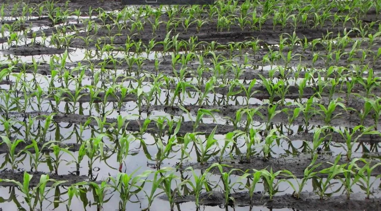美国艾奥瓦州：应用保护性耕作与使用农田暗管排水系统第一大州