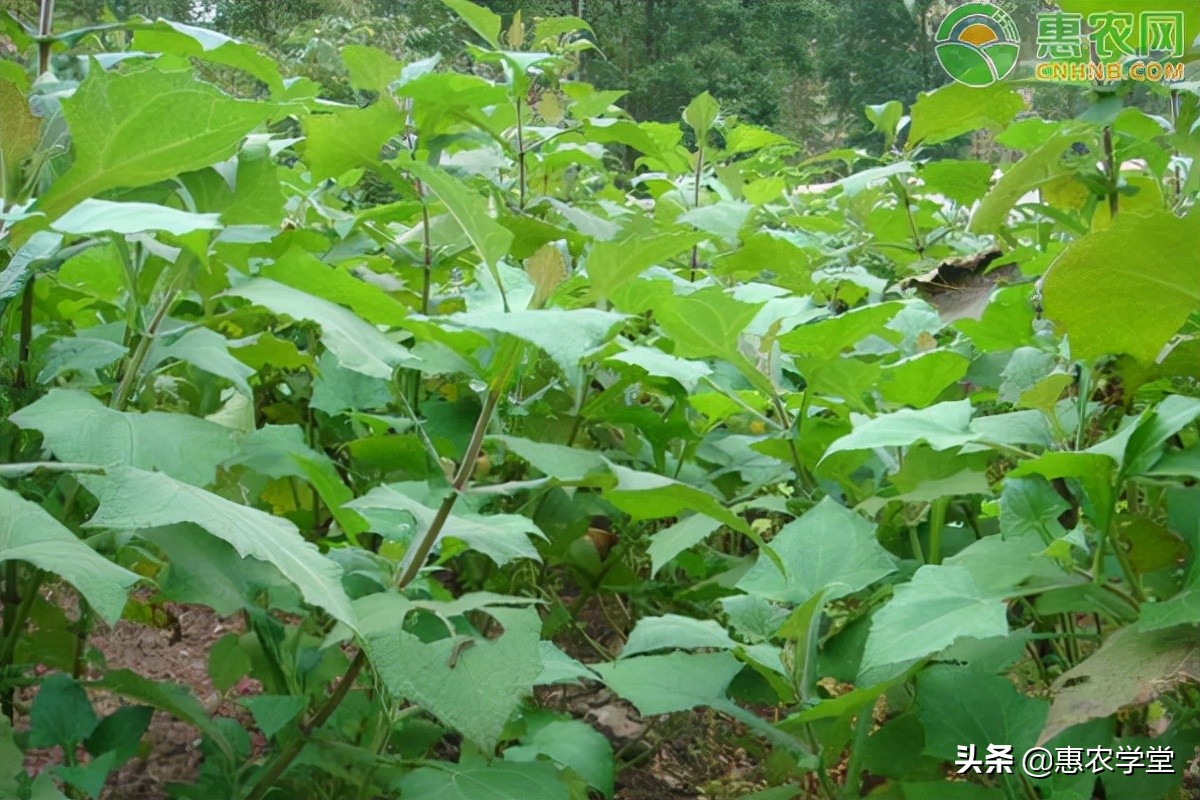 雪莲果种植时间及地区（雪莲果的正确种植教程分享）