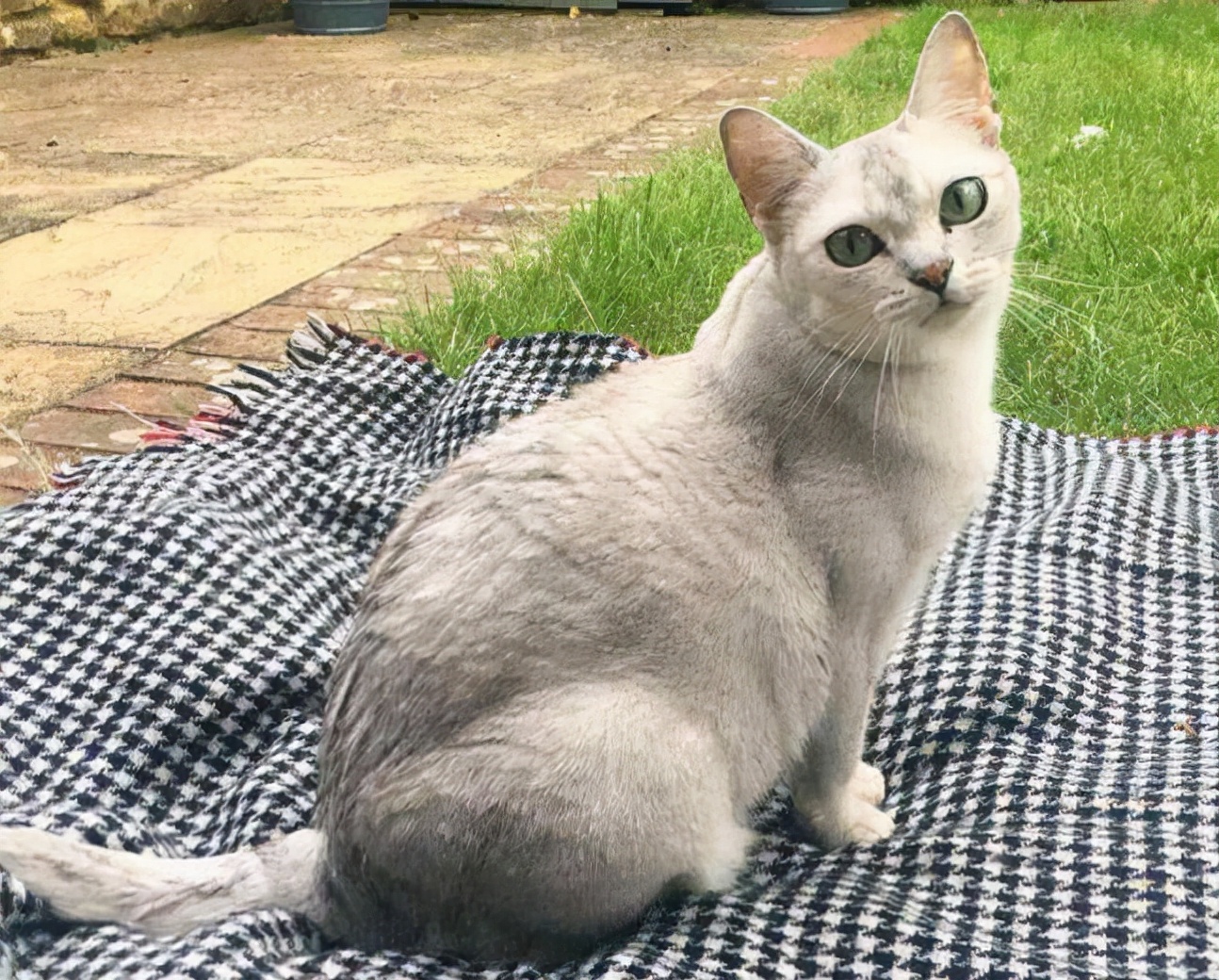 12-16年性格:友善,喜欢与人相处,善于交际,活泼好动博美拉猫是缅甸猫