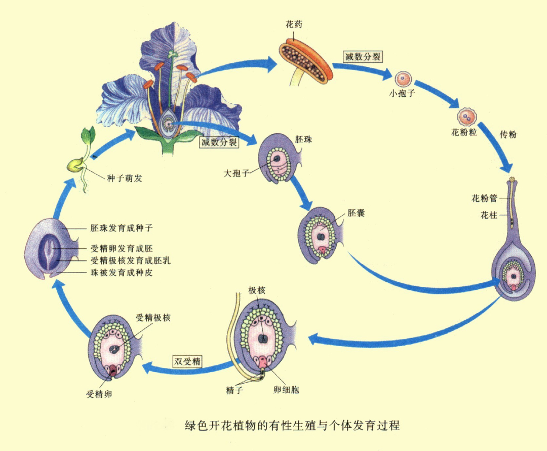 ��������ձ�ѡ�����˥�ϣ��������������⾿����Ϊʲô��