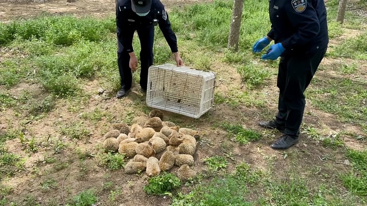 刺猬是保护动物吗（刺猬是保护动物别再傻傻抓了）