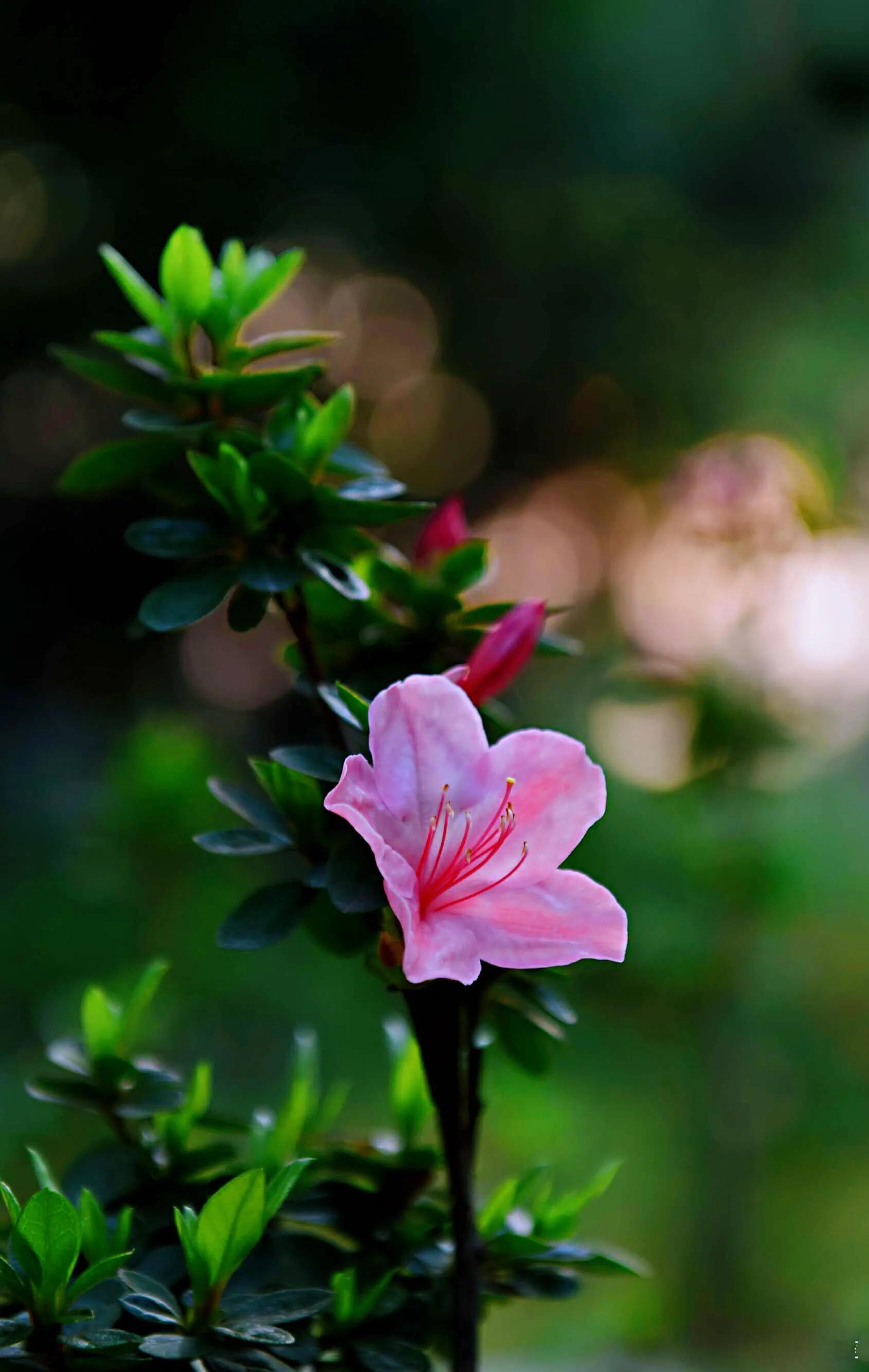 春鹃杜鹃-黄,白,粉,红,紫五彩缤纷,色彩斑斓,艳丽夺目