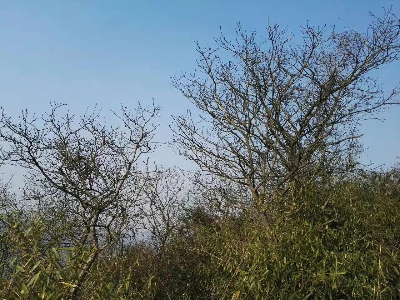 《碧浪湖的秋夜》在城北太湖邊弁山山麓,有黃龍洞及摩崖石刻