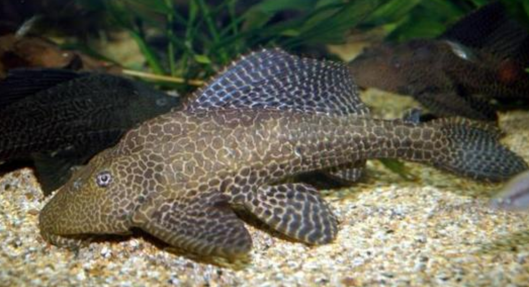 清道夫在我国南方泛滥成灾,晒干还能活,除了吃还能如何消灭它?