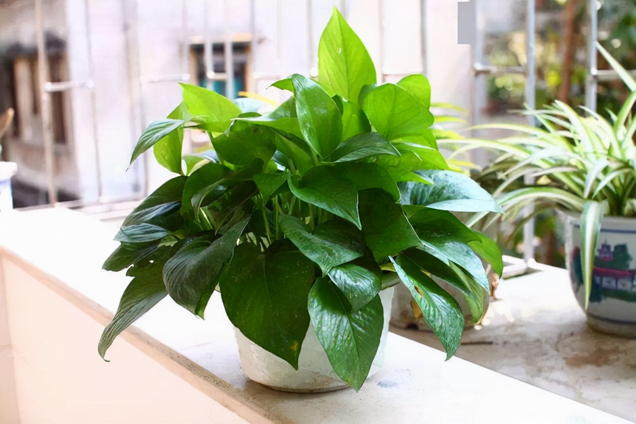 20種常見花卉綠植的習性分享，在家居環(huán)境中，也能把它們養(yǎng)出彩