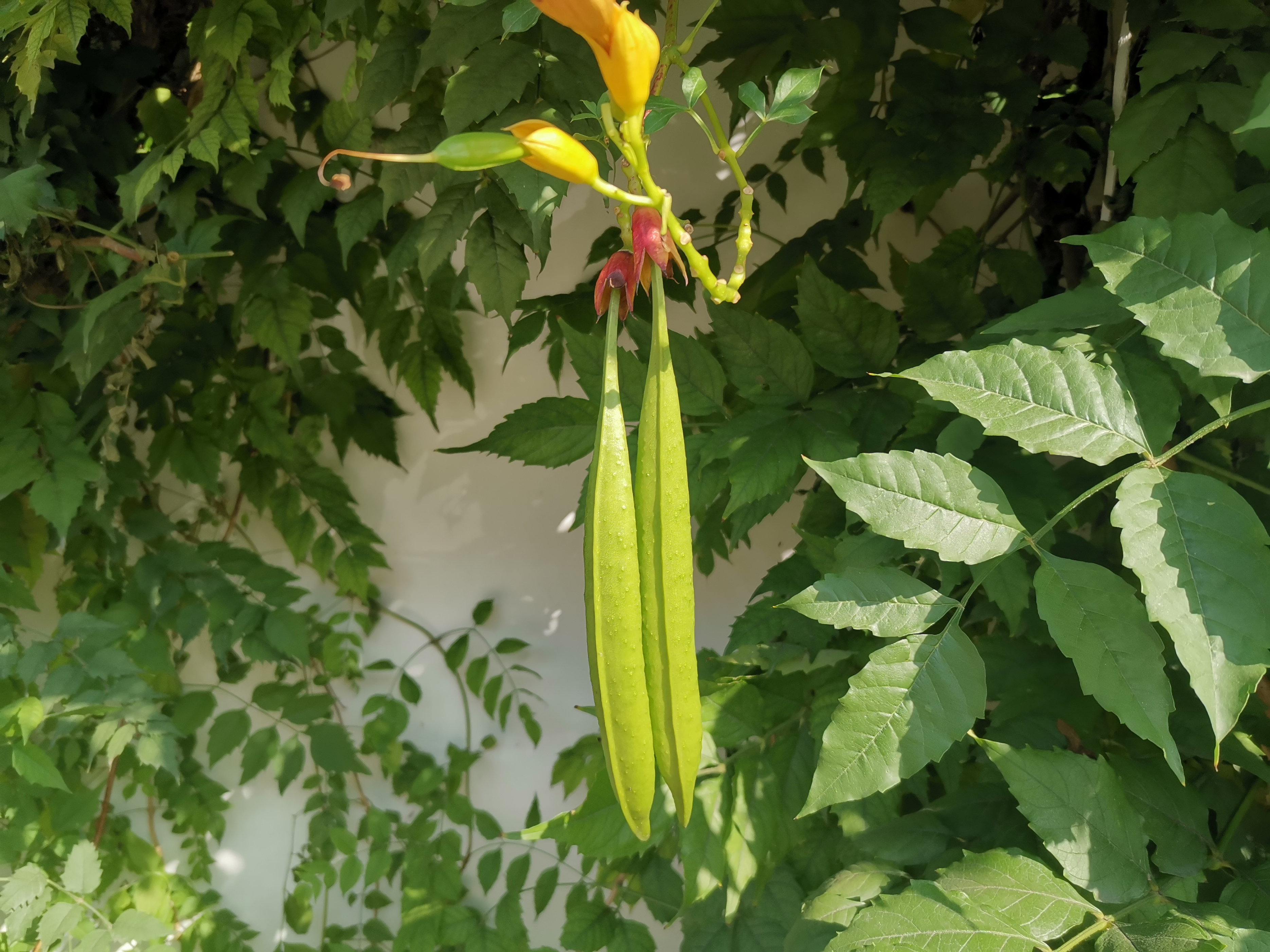 凌霄的果实凌霄的果实长条状,有点像豆荚.
