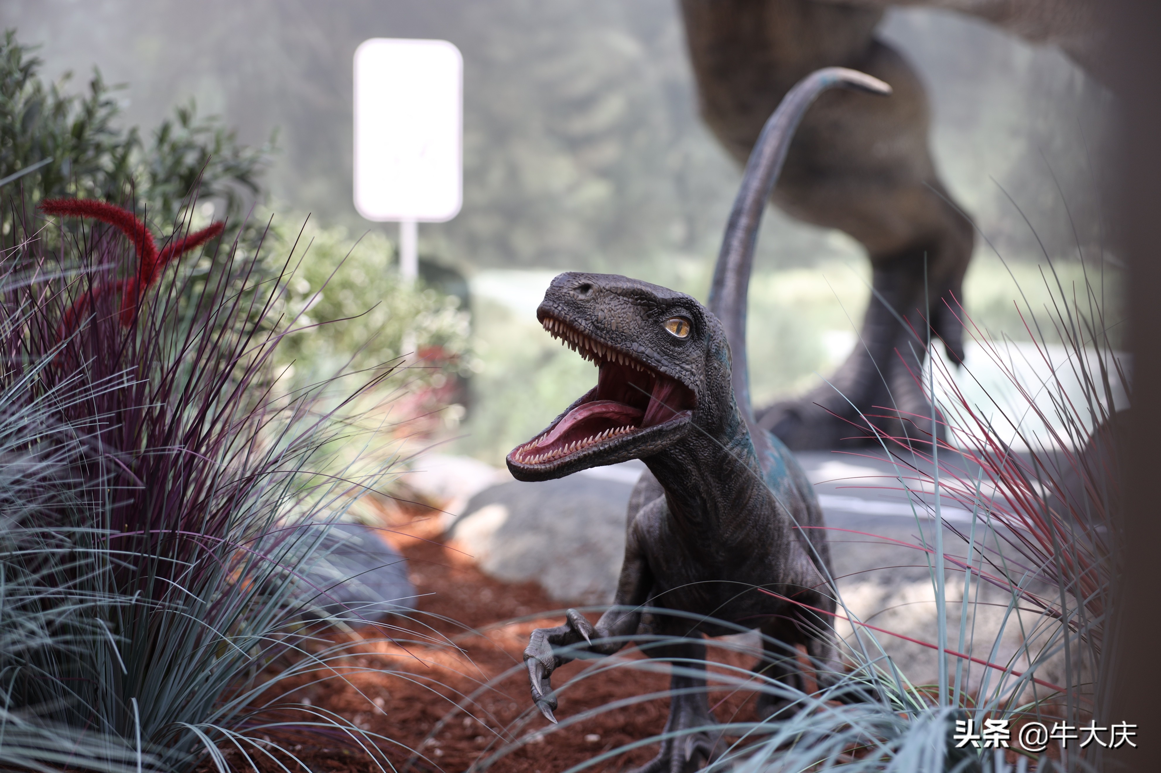 北京环球影城今日重新开园 模拟真实体型恐龙联动《侏罗纪世界3》