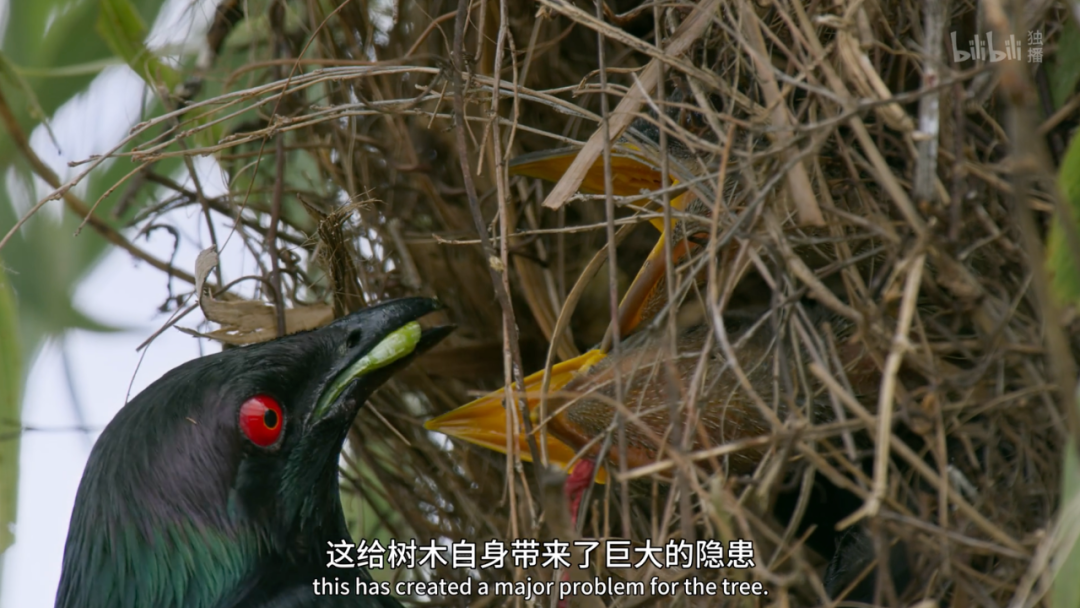 豆瓣第一电影