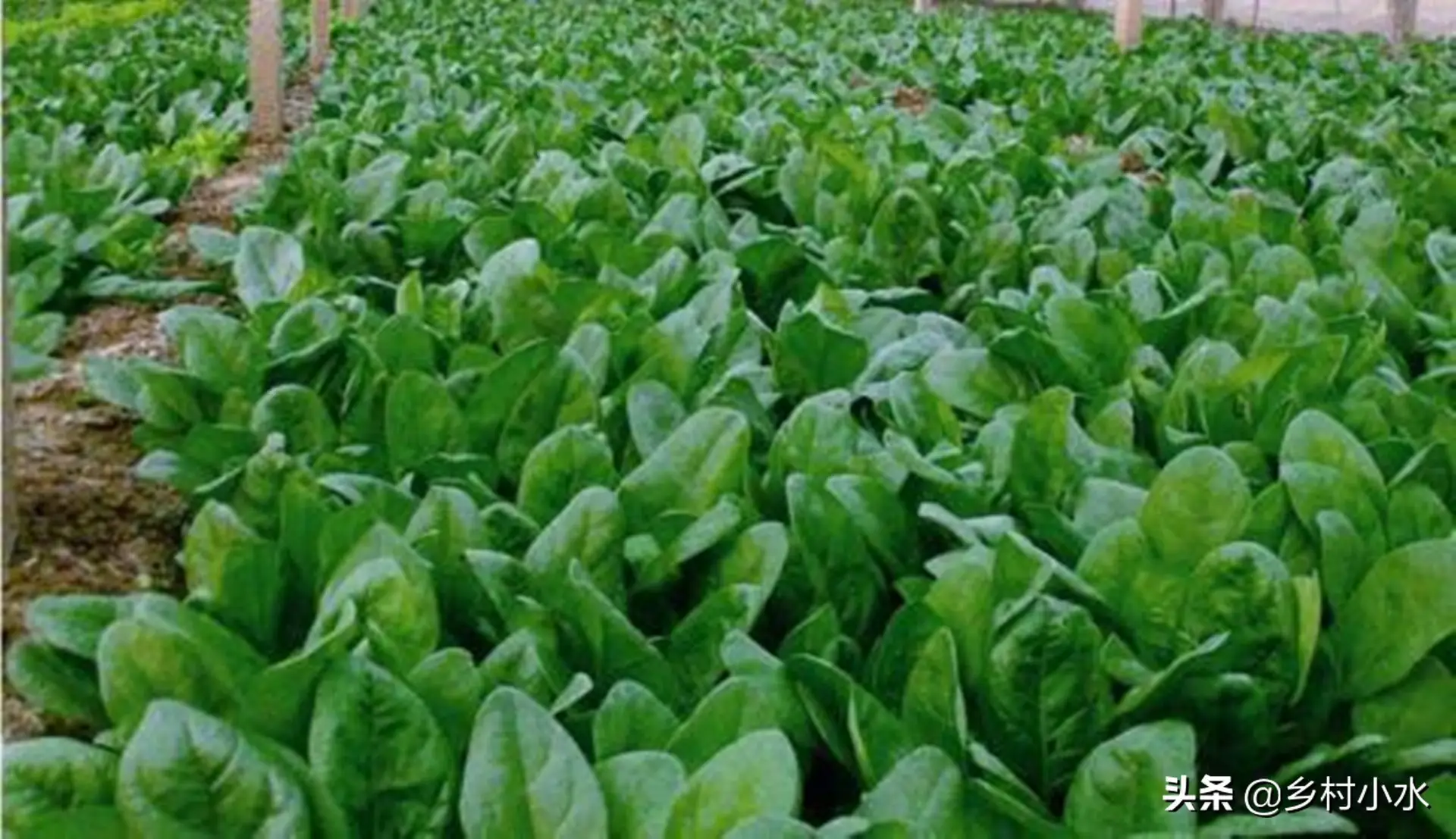 草木灰的主要成分是什么（草木灰的作用及使用方法）