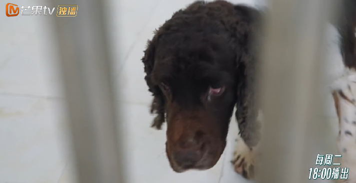 10分钟看哭7次！当他们不再“有用”的时候，却也无法正常生活