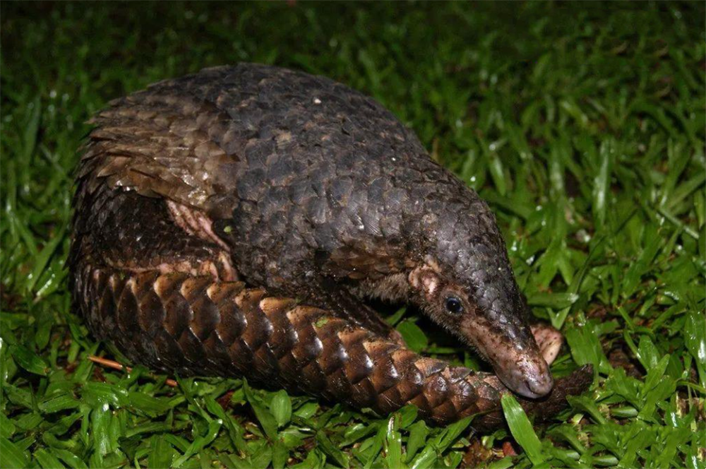 铜壁关出现穿山甲，用尾巴勾住树干，伸出长舌头，一天吃1斤蚂蚁