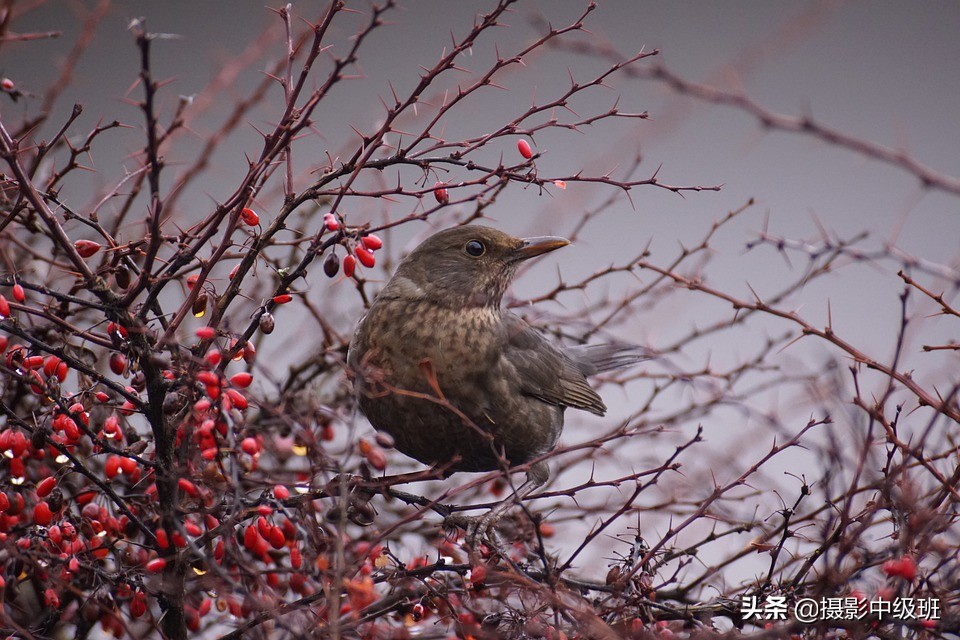 好照片的3個(gè)標(biāo)準(zhǔn)，來(lái)自專業(yè)攝影教材，攝影愛(ài)好者一致認(rèn)可