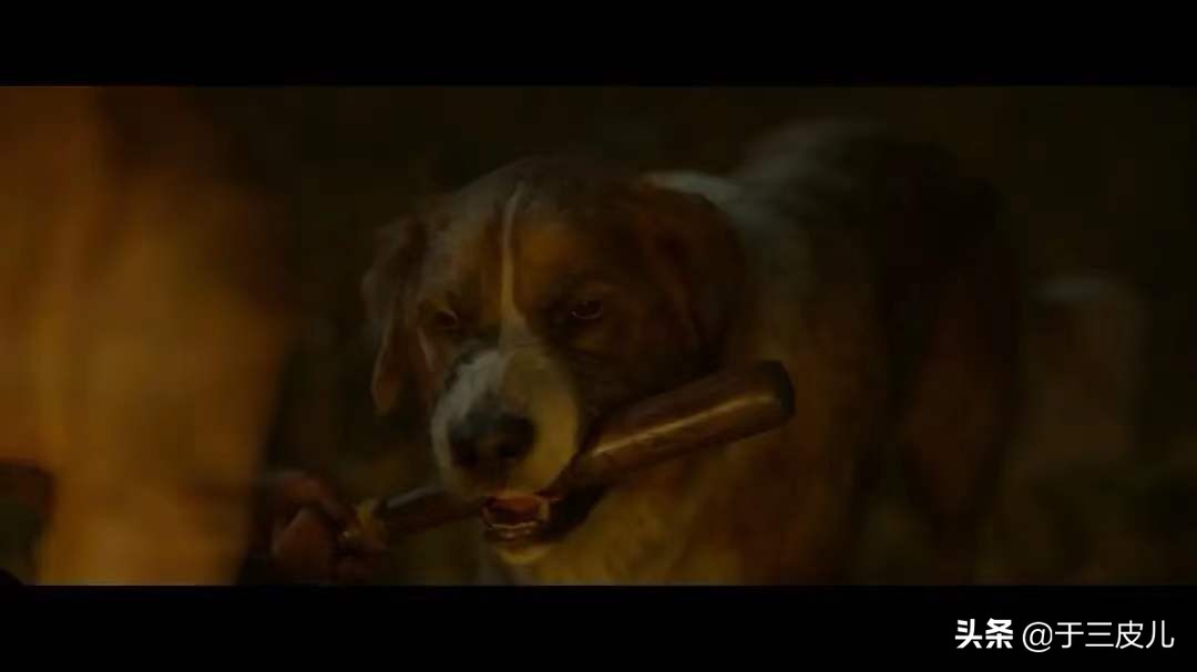 《野性的呼唤》：一条文明狗的野性回归之路，远比电影更残酷血腥