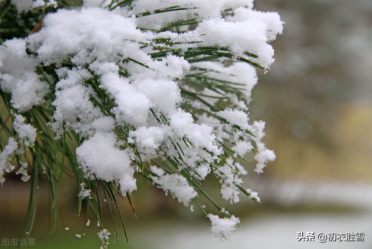 大寒节气松竹梅古诗六首：大寒松竹更萧骚，雪后大寒见老松