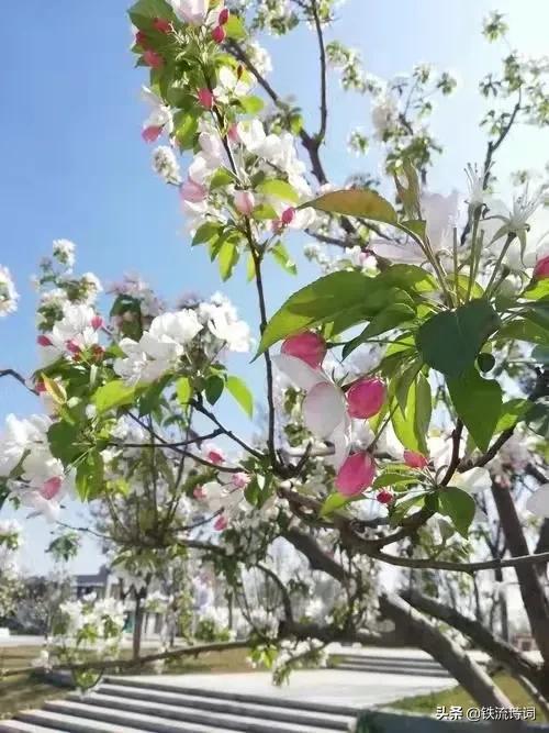 党雄｜诗二首：人间最美四月天.阳春三月飘雪花