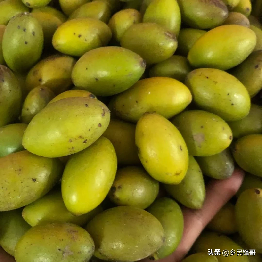 青橄榄是啥(你知道青橄榄为什么又被叫做谏果、忠果吗？)
