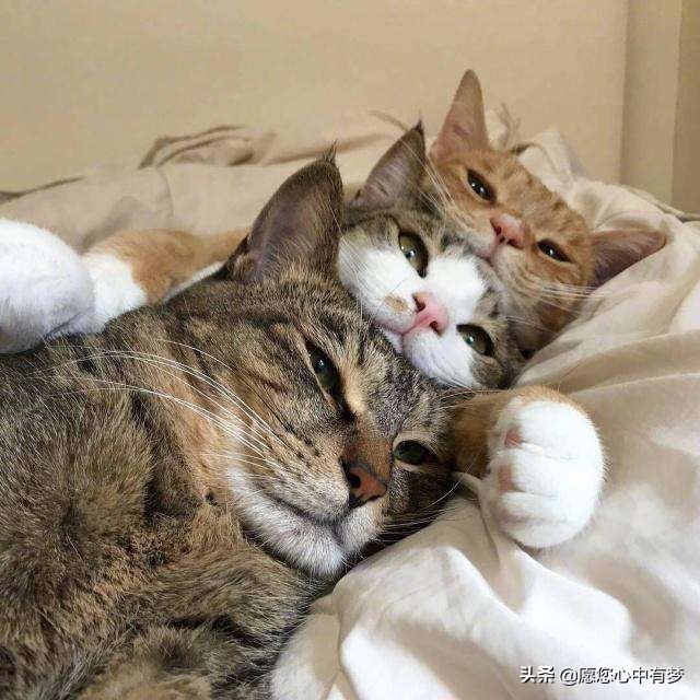 猫吐出黄色的水是什么原因？如何预防？应该吃什么药吗？