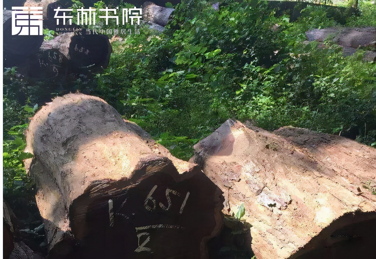 黑酸枝阔叶黄檀名称由来，十个名字你都知道吗？