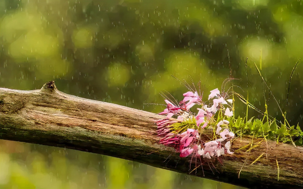 雨水｜小楼一夜听春雨，万年如意好音来