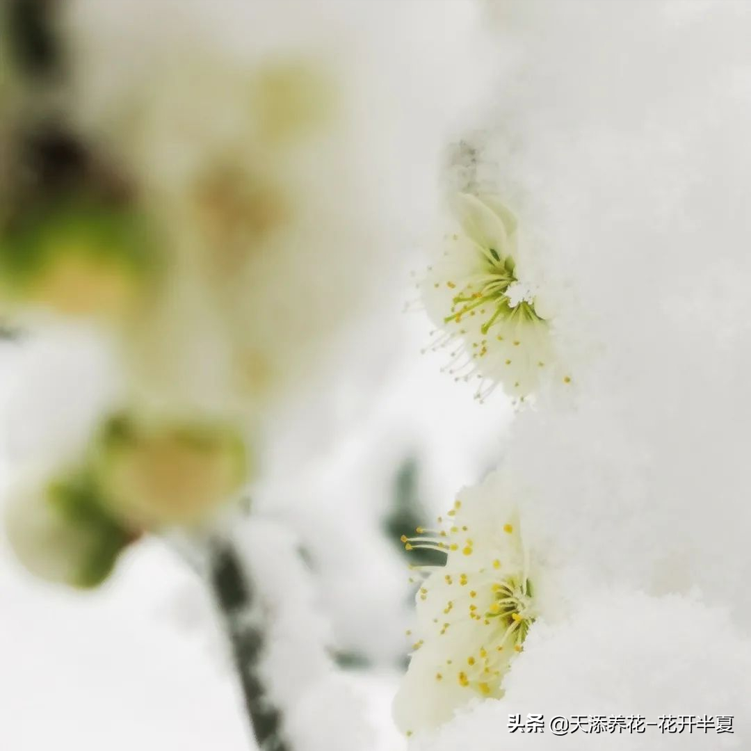 当冬花与春雪邂逅(冬日与雪花邂逅)