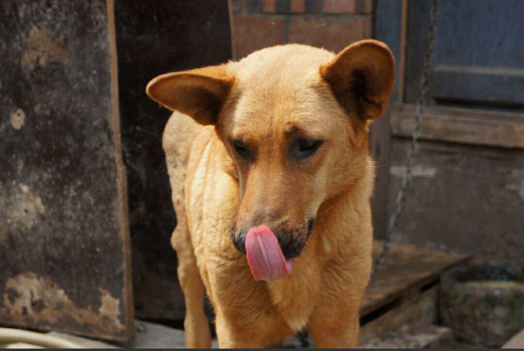 中型犬适合家养的狗（6种便宜又好养的中型犬新手首选）