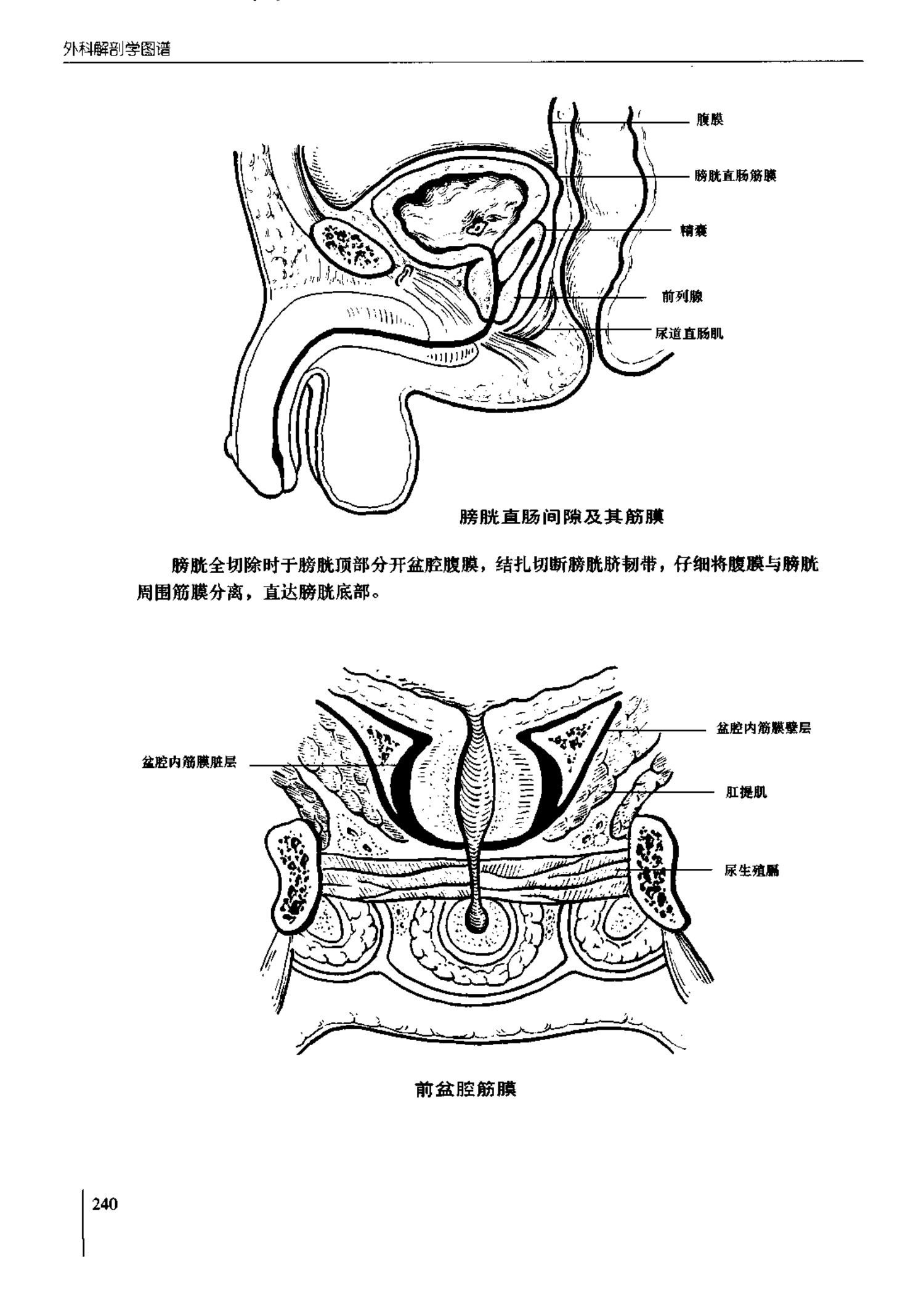 人体内脏位置图(图示集‖外科解剖学图谱(8-5)盆部)