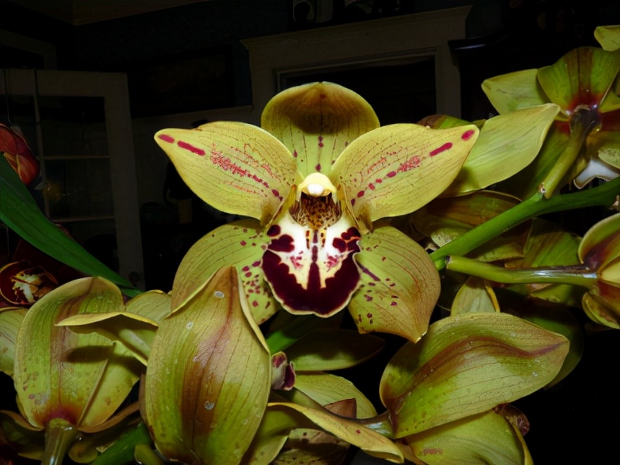 29个兰花品种，名称与图片都在这里了，你还傻傻分不清吗？