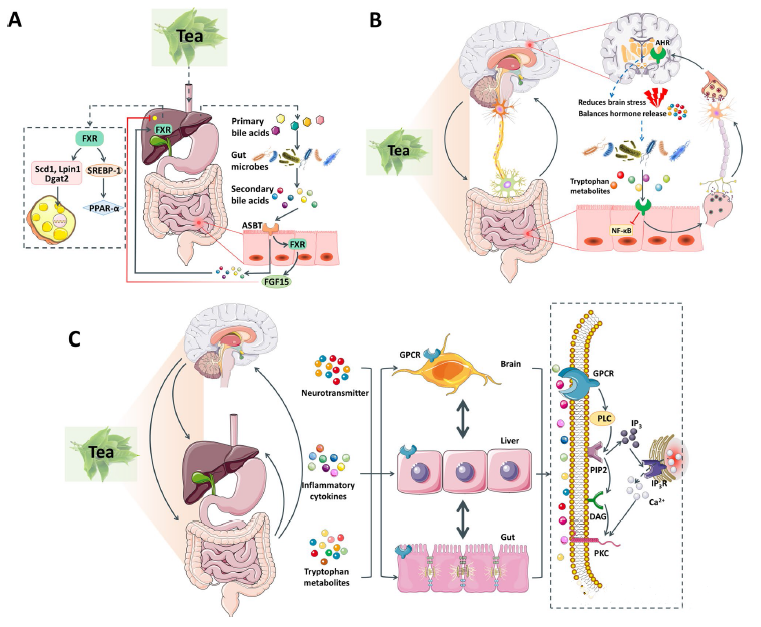 科学家推荐一个熬夜的补救方法：泡杯茶