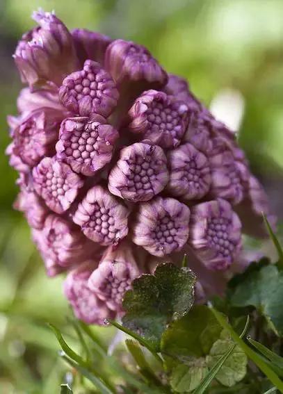 花的图片大全大图60种罕见鲜花欣赏