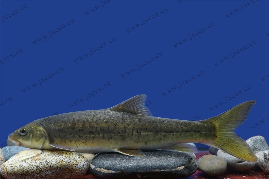 云南土著鱼类云南六大名鱼和10余种特色鱼类