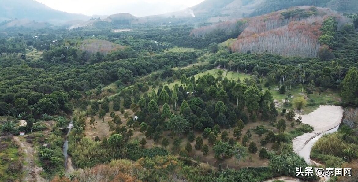 隐藏富豪？泰国知名男星Weir斥资800万铢置地种水果