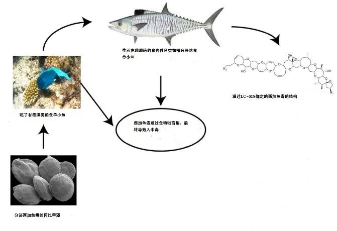 吃海鲜注意！没有特效药，你可能也中了这种海鲜毒