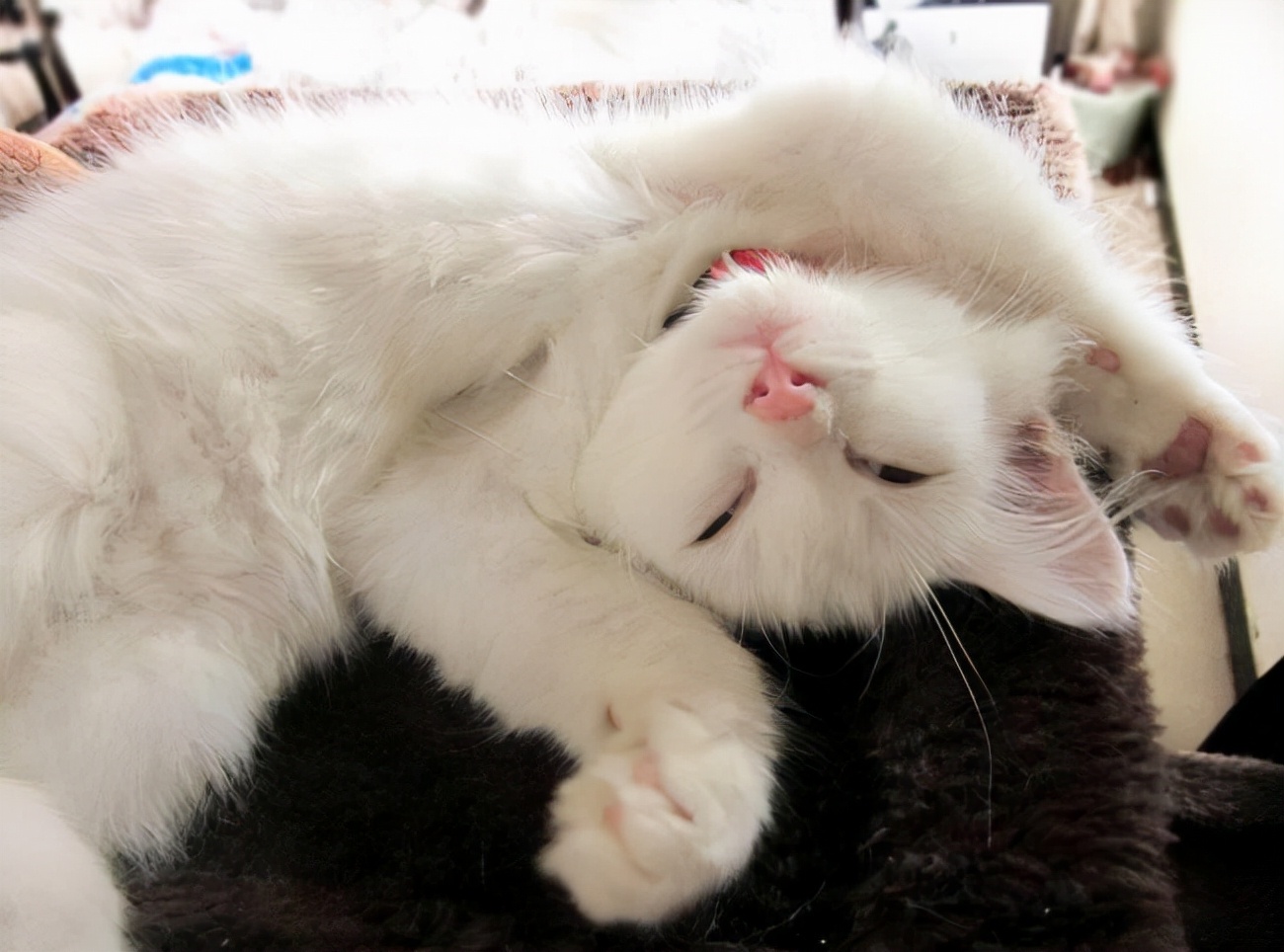 猫咪睡觉时有这些姿势,是爱主人的表现,中了就偷着乐吧