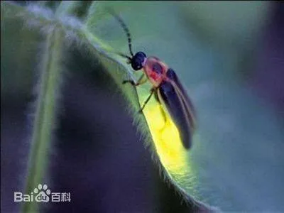 记得是2001年的初夏，当时，在重庆江津至四面山风景区的半途