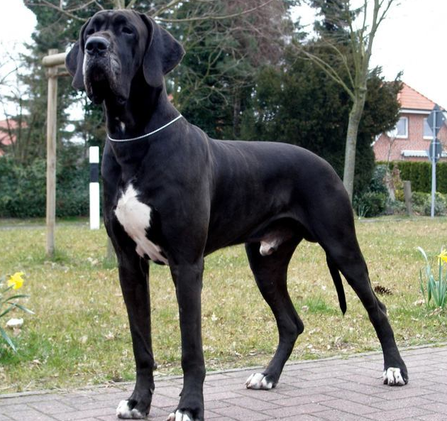 大丹犬