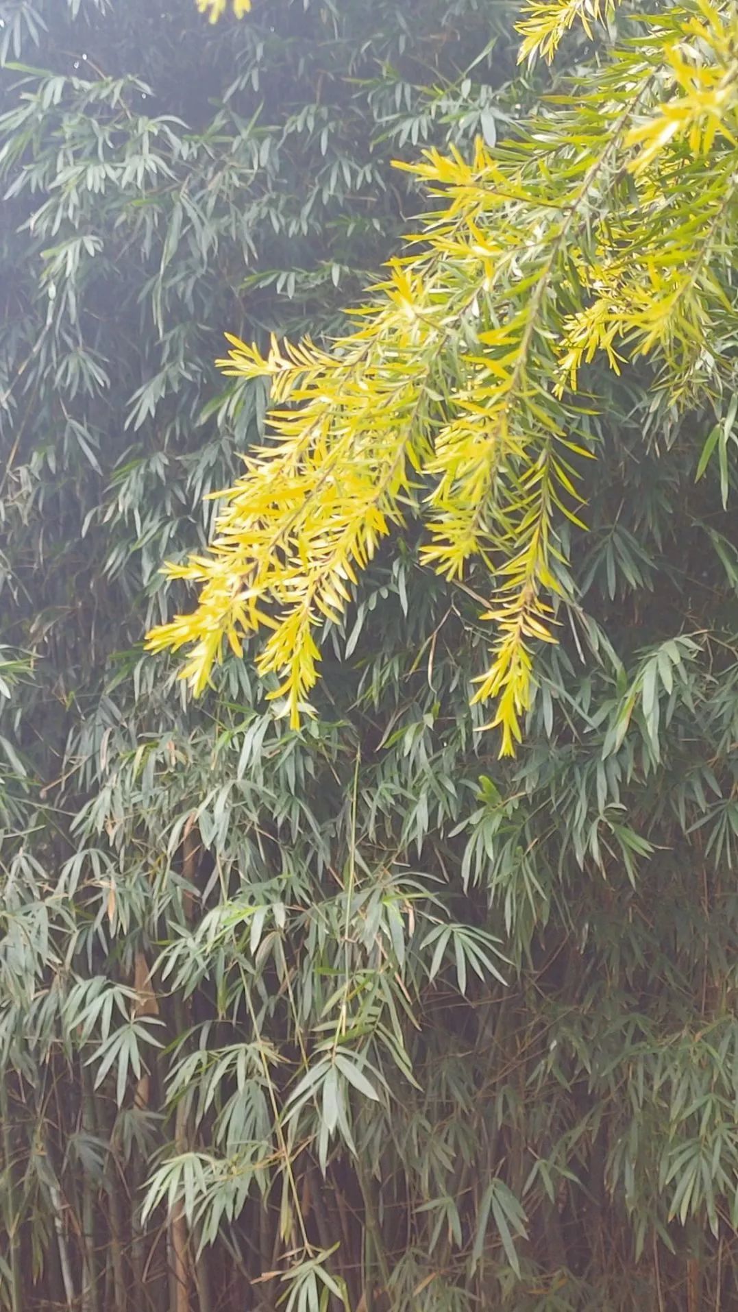 成都高新区朝阳小学开展“节气深耕·清明节气”主题活动