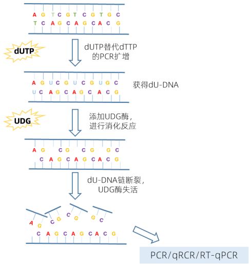 精品推荐 | Abclonal UDG酶－轻松控制气溶胶污染