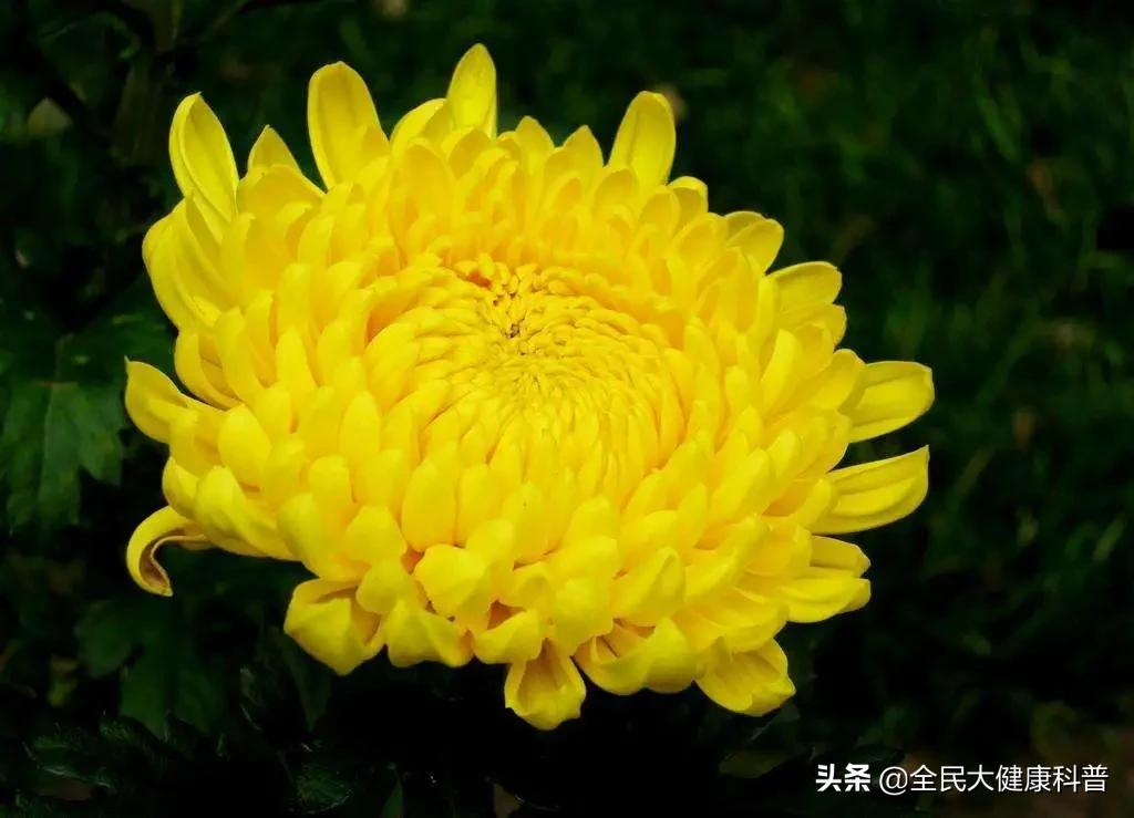 白菊花和黄菊花有什么不同?