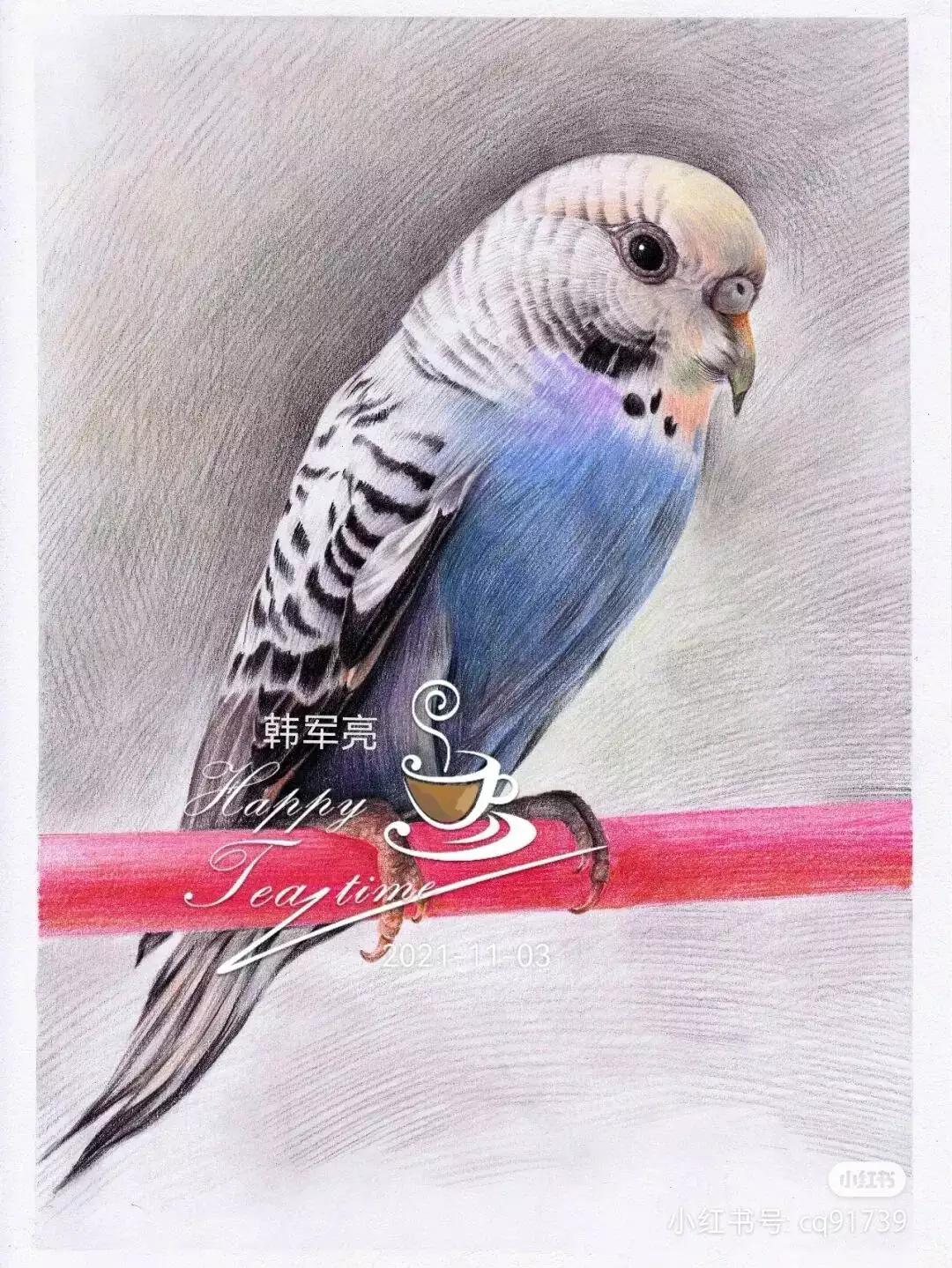 彩铅绘画素材—身披彩翼，心有灵犀一点通，五彩斑斓的鸟儿彩铅画