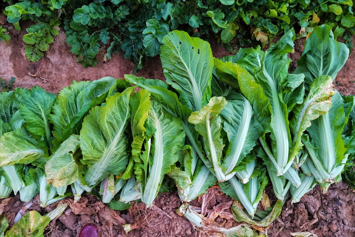 日常蔬菜种类大全（带你认识不同的蔬菜和吃法）