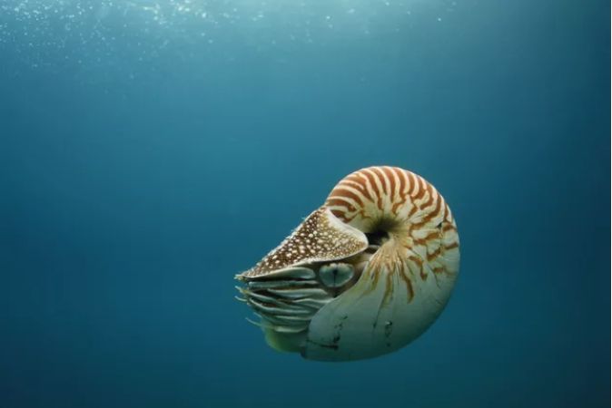 水母和海蜇的区别（11种无脊椎动物的图片和介绍）
